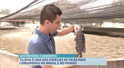 Tilápia é um dos pescados mais consumidos no Brasil e mais vendido para o exterior