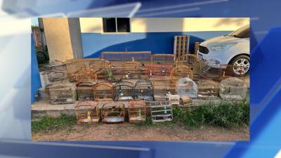 IBAMA apreende 115 aves em ação contra criação irregular de animais silvestres