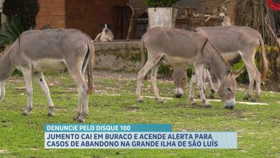 Jumento cai em buraco e caso acende alerta para abandono de animais em São Luís