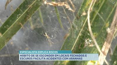 Criança é hospitalizada após picada de aranha em são Luís; especialista explica cuidados 