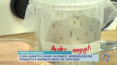 Período chuvoso acende alerta para prevenção da dengue no Maranhão