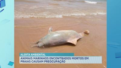 Animais marinhos encontrados mortos em praias causam preocupação