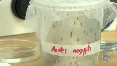 Período chuvoso: SES realiza campanhas para o combate à dengue no MA