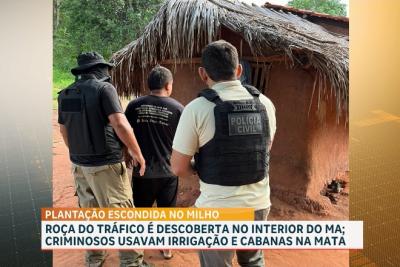 Polícia Civil erradica 10 mil pés de maconha em Grajaú