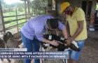  Campanha de vacinação contra febre aftosa é prorrogada em todo Maranhão