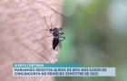 Maranhão registra queda de 60% nos casos de chikungunya no primeiro semestre de 2025