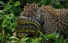 Sucuri se enrola no focinho de onça durante batalha no mundo animal