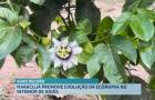 Agro Record: pesquisa da UFMA identifica peixe inédito nos rios maranhenses