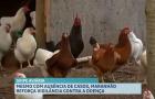 Gripe aviária: primeiro caso em granja liga sinal de alerta no país