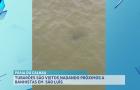 Tubarões são vistos na Praia do Calhau, em São Luís; banhistas são alertados pelo CTA