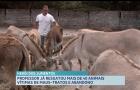 Mais de 40 jumentos, vítimas de abandono e maus-tratos, são resgatados por professor, em São Luís