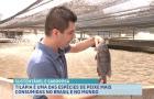 Tilápia é um dos pescados mais consumidos no Brasil e mais vendido para o exterior