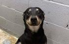 ‘Sorriso’ em fotos ajuda cão que vivia em abrigo a encontrar nova família
