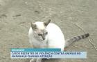Casos recentes de violência contra animais no Maranhão chamam atenção