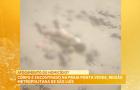Corpo é encontrado na praia Ponta Verde, Região Metropolitana de São Luís