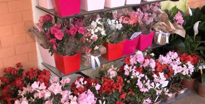 Dia das Mães: venda de flores deve impulsionar lucros